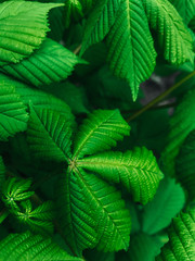 Fresh clean green leaves after rain. Raindrops, wet greens. Selective focus, film and grain photo. Mobile photography
