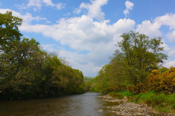 river in the forest