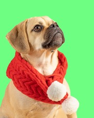 Cutout of cute little puggle wearing a red fashion scarf