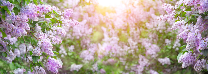 Lilac flowers, spring nature background. beautiful blossom spring season. banner. copy space