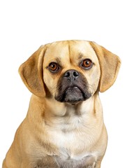 Cutout  of young adorable puggle posing in studio