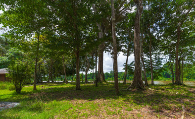 Fototapeta na wymiar Jungle Trees In Lush Tropical Rainforest Of Suriname