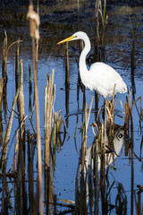 The great egret - Ardea alba
