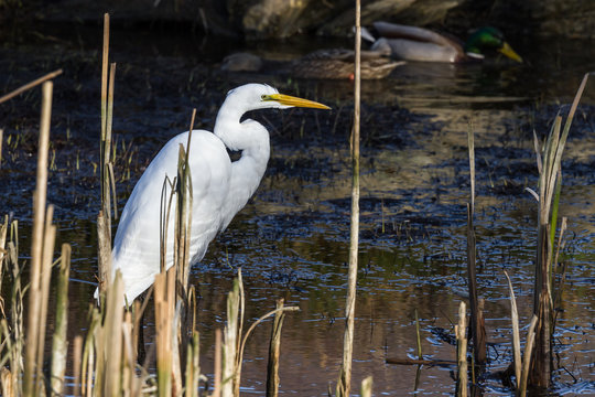 The Great Egret - Ardea Alba