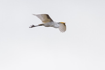 The great egret - Ardea alba