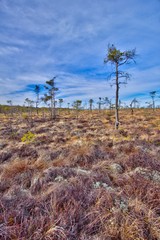 Fototapeta na wymiar A panorama over the marshes at Store Mosse National Park in Sweden