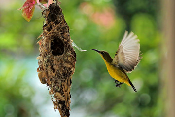 great spotted woodpecker on a branch