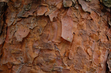 tree bark texture