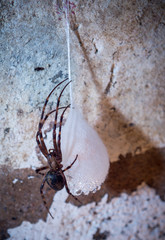spider with huge egg in Bruzella district of Mendrisio Ticino