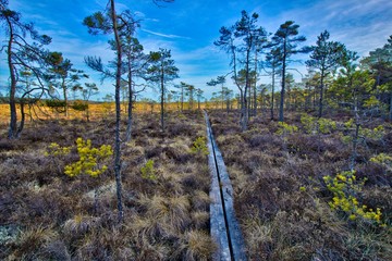 A panorama over the marshes at Store Mosse National Park in Sweden
