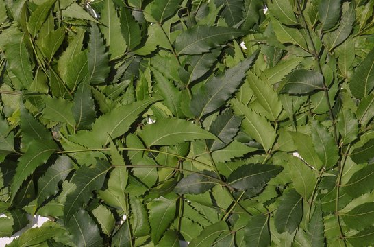 Neem Leaves or Azadirachta Indica Leaves Background and Wallpaper