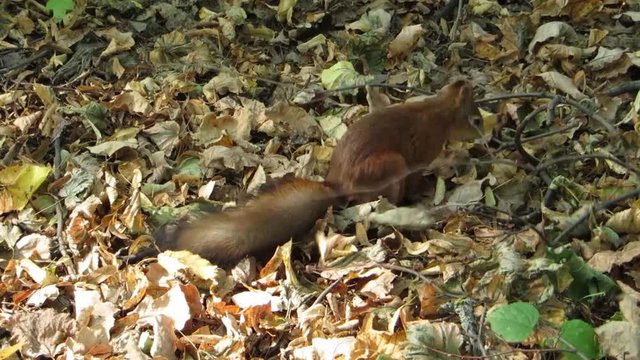 Cute Red Eurasian squirrel hiding nuts and browsing fallen foliage searching for food. Early autumn day.