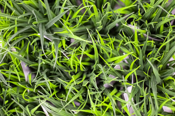 green artificial grass close-up, top view, soft focus, background in blur