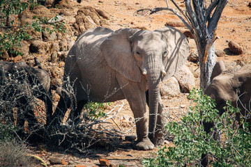 Obraz premium Herd of desert welling Elephants. Damaraland, Namibia.