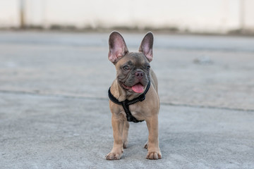 A cute fawn colored French Bulldog. Adorable french bulldog puppy. Walking around the street. Gray white background.vintage style. copy space.