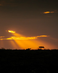 God rays of sunlight shine down on a lone acacia tree in the distance.