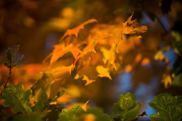 autumn leaves in the forest