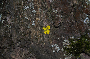 Foliage of young bushes in natural light