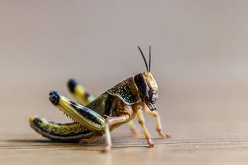 Locust