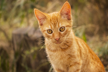 Gatita atigrada naranja con mirada tierna y atenta con fondo de vegetación desenfocada