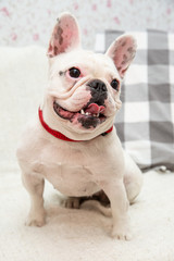 On a white sofa sits a French white bulldog with stains on his ears.