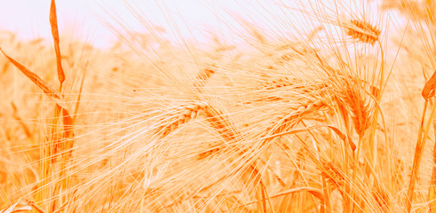Gold yellow wheat field on the sunset. Close up nature photo. Harvest, agriculture, agronomy, industry concept. Horizontal image.