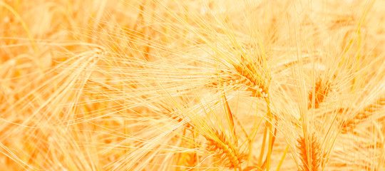 Gold yellow wheat field on the sunset. Close up nature photo. Harvest, agriculture, agronomy, industry concept.