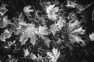 leaves on black background