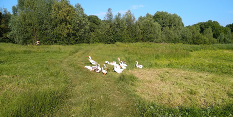 white geese on a meadow