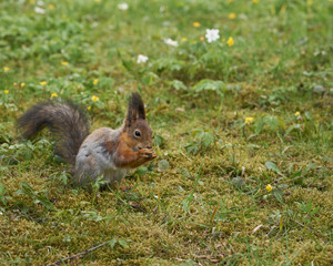 Naklejka na ściany i meble squirrel in Kadriorg park, Tallinn, Estonia. Spring.