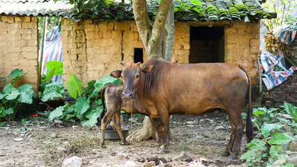 A brown cow with calf in the yard, streets of India, Asia, holy sacred animal, Asian poverty, hindu religion