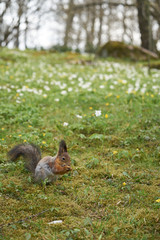squirrel in Kadriorg park, Tallinn, Estonia. Spring.