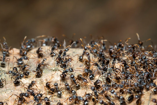Image of black ant group on a natural background. Insect. Animal.