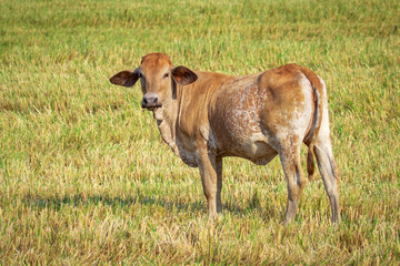 Image of brown cow on nature background. Animal farm.