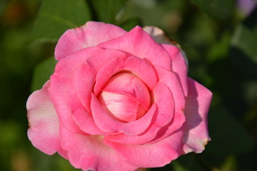 pink rose closeup.