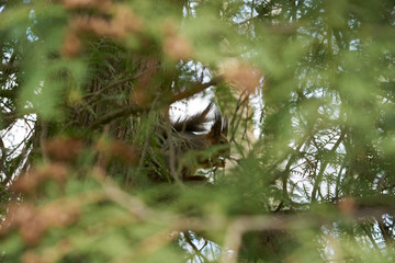 squirrel in Kadriorg park, Tallinn, Estonia. Spring.