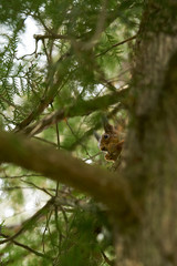 squirrel in Kadriorg park, Tallinn, Estonia. Spring.