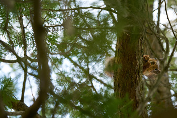 squirrel in Kadriorg park, Tallinn, Estonia. Spring.