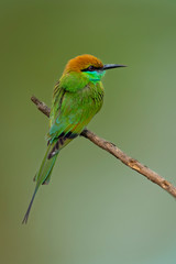 Image of Green Bee-eater bird(Merops orientalis) on a tree branch on nature background. Bird. Animals.
