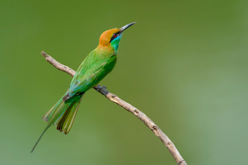 Image of Green Bee-eater bird(Merops orientalis) on a tree branch on nature background. Bird. Animals.
