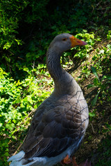 Big beautiful goose and little goslings on the farm.