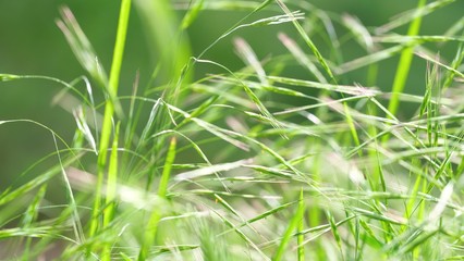 Abstract soft background of young grass close-up. Soft focus. Green composition.