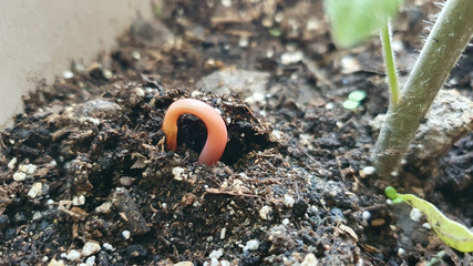 plante sort de terre naissance pousser grandir s'élever