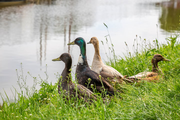 Vier Enten am Hafen von Carolinensiel