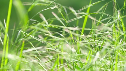 Abstract soft background of young grass close-up. Soft focus. Green composition.