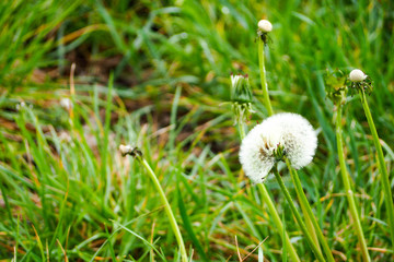 two white round dandelions side by side among the green grass on a warm summer day in the Park