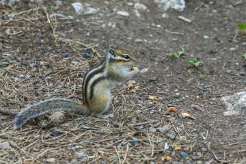  Chipmunk found nuts on the road in the park and eats.
