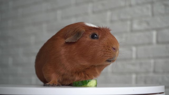 The red domestic guinea pig (Cavia porcellus), also known as cavy or domestic cavy