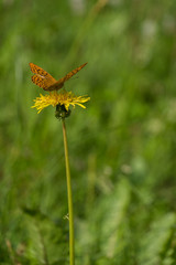 An orange butterfly with stains on the wings crouched on a dandelion flower.