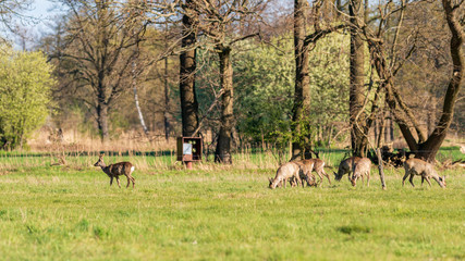 Rudel Rehe im Frühling auf einer Wiese